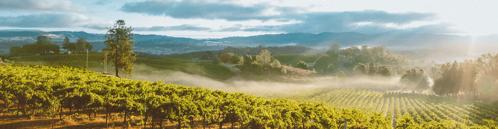 Best Places to RV Camp in Californias Wine Country